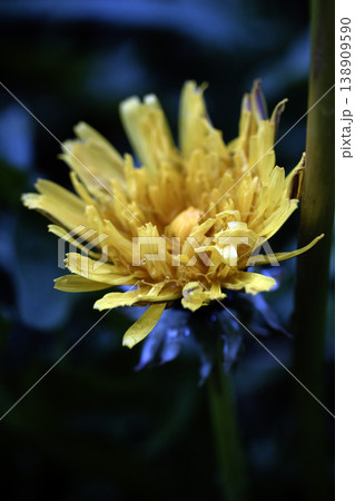 Broken dandelion flowers going to seed blown away and dying Broken dandelion flowers going to seed blown away and dying 138909590