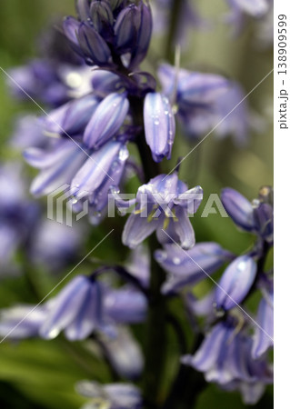 Close up of pretty bluebell blue flowers in a meadow 138909599