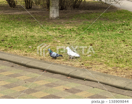 Two Pigeons Standing on Green Grass in Public Park Two Pigeons Standing on Green Grass in Public Park 138909844