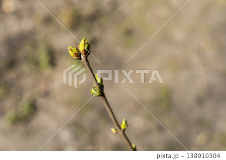 Tree branch with small buds growing outdoors, spring beginning, natural detail, new life concept, seasonal change. Tree branch with small buds growing outdoors, spring beginning, natural detail, new life concept, seasonal change. 138910304