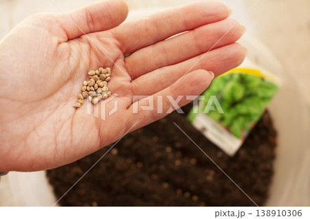 Seeds in hand, planting and growing plants. Growing seedlings. Spring has come. Seeds in hand, planting and growing plants. Growing seedlings. Spring has come. 138910306