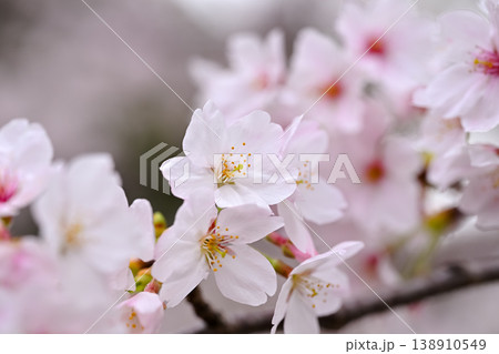 桜咲く 桜咲く 138910549