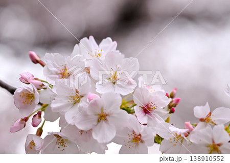 桜咲く 桜咲く 138910552
