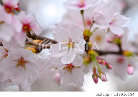 桜咲く 138910554