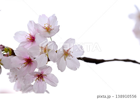 桜咲く 桜咲く 138910556