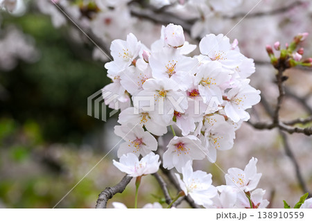 桜咲く 桜咲く 138910559