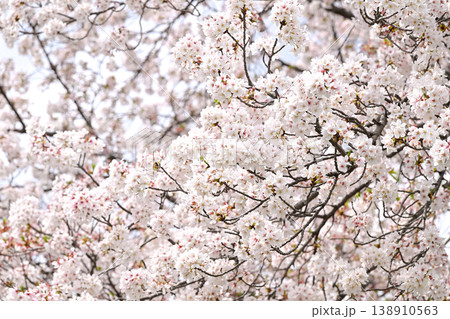 桜咲く 138910563