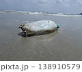 Ocean's Unwanted Guest: A weathered plastic bottle lies stranded on the sandy shore, a stark reminder of environmental pollution and the urgent need for conservation. 138910579
