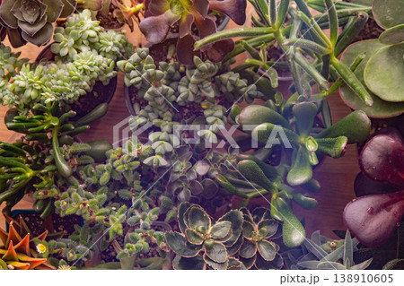 A set of different succulents: Haworthia and Aloe, Crassula and Sedum, Echeveria, Crassula and Kalanchoe. Grow a home flower. Floriculture. Cactus home green succulent. Flowers background. 138910605