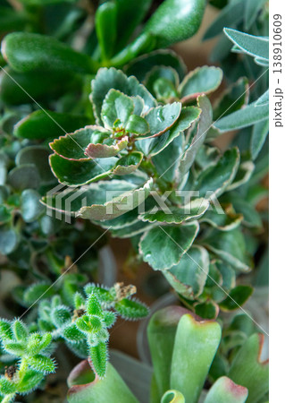 A set of different succulents: Haworthia and Aloe, Crassula and Sedum, Echeveria, Crassula and Kalanchoe. Grow a home flower. Floriculture. Cactus home green succulent. Flowers background. A set of different succulents: Haworthia and Aloe, Crassula and Sedum, Echeveria, Crassula and Kalanchoe. Grow a home flower. Floriculture. Cactus home green succulent. Flowers background. 138910609