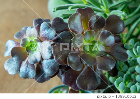 A set of different succulents: Haworthia and Aloe, Crassula and Sedum, Echeveria, Crassula and Kalanchoe. Grow a home flower. Floriculture. Cactus home green succulent. Flowers background. A set of different succulents: Haworthia and Aloe, Crassula and Sedum, Echeveria, Crassula and Kalanchoe. Grow a home flower. Floriculture. Cactus home green succulent. Flowers background. 138910612