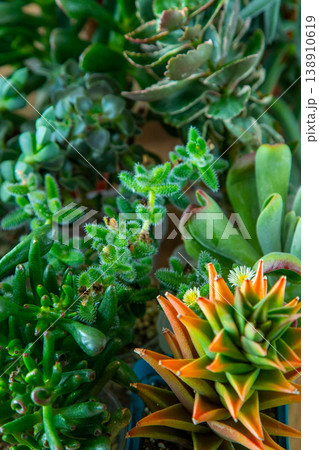 A set of different succulents: Haworthia and Aloe, Crassula and Sedum, Echeveria, Crassula and Kalanchoe. Grow a home flower. Floriculture. Cactus home green succulent. Flowers background. A set of different succulents: Haworthia and Aloe, Crassula and Sedum, Echeveria, Crassula and Kalanchoe. Grow a home flower. Floriculture. Cactus home green succulent. Flowers background. 138910619