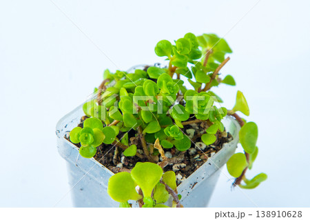 Sedum Makinoi Japanese Stonecrop Succulent Plant with Round Green flower Leaves in Pot 138910628