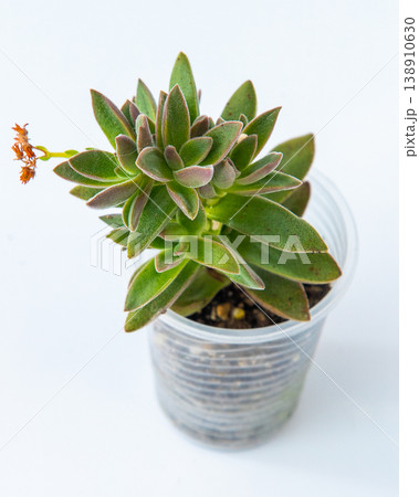 Echeveria harmsii plant succulent in pot. Crassula ausensis Little Woodii. Green little flower on white background. 138910630