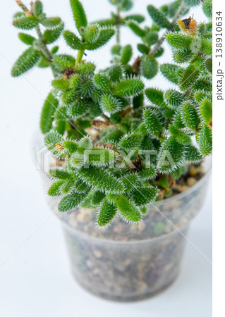 DELOSPERMA PRUINOSUM plant succulent. Little flower on white background. 138910634