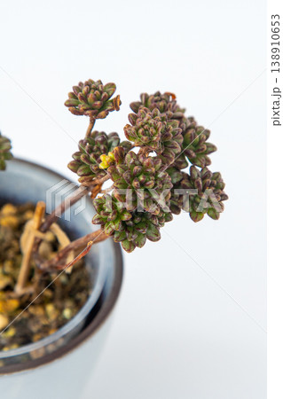 Aeonium Sedifolium Dwarf Tree Succulent with Small Green Rosettes and Reddish Striped Leaf Detail Aeonium Sedifolium Dwarf Tree Succulent with Small Green Rosettes and Reddish Striped Leaf Detail 138910653