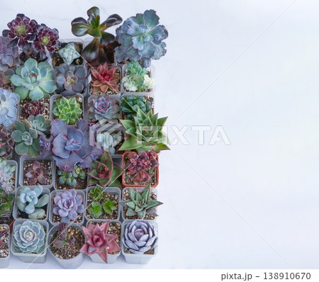 Succulent flowers banner background. Copy space top view. Set of different succulents Haworthia and Aloe, Crassula and Sedum, Echeveria, Kalanchoe. Grow home flower. Floriculture. Cactus Succulent flowers banner background. Copy space top view. Set of different succulents Haworthia and Aloe, Crassula and Sedum, Echeveria, Kalanchoe. Grow home flower. Floriculture. Cactus 138910670