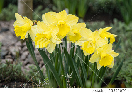 Yellow flowers daffodils in a flower bed. Spring flower Narcissus. Beautiful bush in the garden. Nature background. Spring flowering bulb Daffodil plants Yellow flowers daffodils in a flower bed. Spring flower Narcissus. Beautiful bush in the garden. Nature background. Spring flowering bulb Daffodil plants 138910704