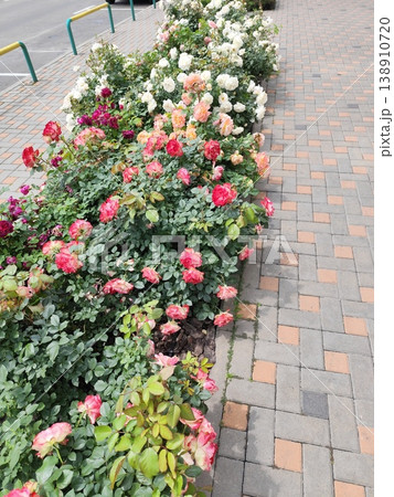 White red pink roses bud in the garden flowerbed. Flower bush in summer courtyard White red pink roses bud in the garden flowerbed. Flower bush in summer courtyard 138910720
