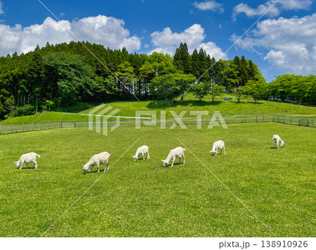 青空の下で草を食むヤギたちが広がるのどかな牧場風景 青空の下で草を食むヤギたちが広がるのどかな牧場風景 138910926