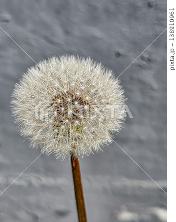 White Dandelion Seed Head Medium View White Dandelion Seed Head Medium View 138910961