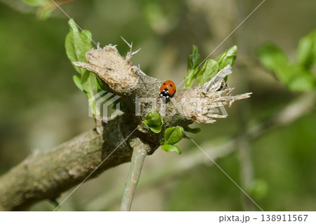 Ladybug on a tree branch with fresh green buds in spring 138911567