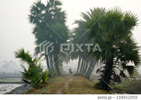 Misty morning view of a rural dirt path flanked by palm trees in West Bengal Misty morning view of a rural dirt path flanked by palm trees in West Bengal 138912050