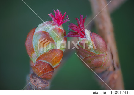 Closeup of a Corylus avellana, the Common Hazel. Here is the female flower in early spring Closeup of a Corylus avellana, the Common Hazel. Here is the female flower in early spring 138912433