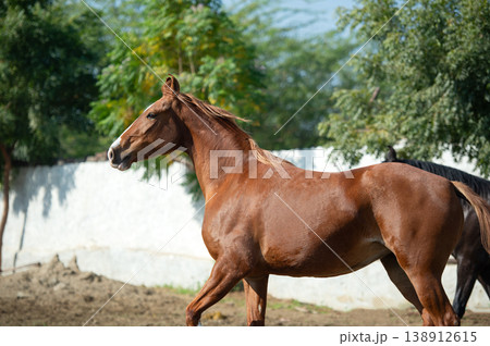 beautiful marwari mares running speedly in paddock. India, Punjab beautiful marwari mares running speedly in paddock. India, Punjab 138912615