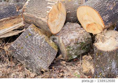 Sawn poplar logs lie on the ground. Close-up of sawn logs. Forest felling. Tree trunks for transportation. 138912680