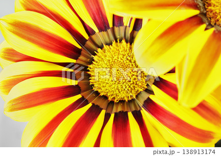 Detail of gazania flower Detail of gazania flower 138913174