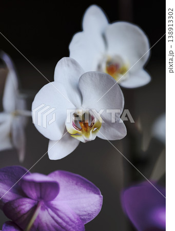 Delicate white phalaenopsis orchids with yellow and maroon centers bloom prominently, alongside soft purple orchid petals at the bottom 138913302