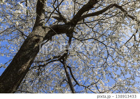 Small white sweet cherry blossoms in warm sunny weather in spring season, large number of fragrant white cherry blossoms in bright sunshine in spring Small white sweet cherry blossoms in warm sunny weather in spring season, large number of fragrant white cherry blossoms in bright sunshine in spring 138913433