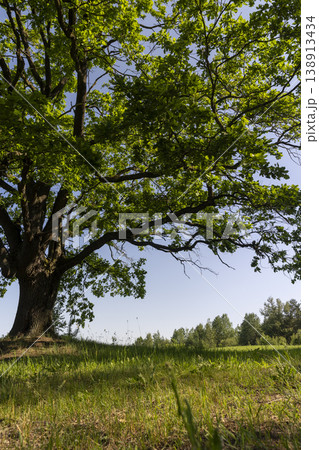 an old powerful oak with large branches and green foliage in the summer in bright weather, a deciduous oak tree with fresh foliage in bright sunlight in the summer season, landscape 138913434
