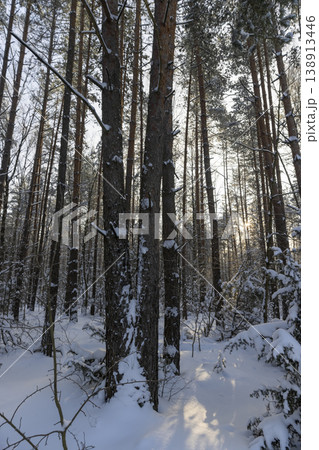 tall pines in the forest covered with snow and large white snowdrifts in nature after snowfalls, white bright and crisp snow in a coniferous forest with tall old trees 138913446
