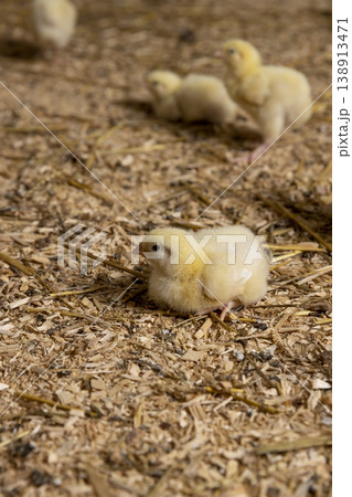 small chickens in a poultry farm on a litter of sawdust, small chickens of a meat breed in fluff , industrial chicken farming to provide meat products small chickens in a poultry farm on a litter of sawdust, small chickens of a meat breed in fluff , industrial chicken farming to provide meat products 138913471