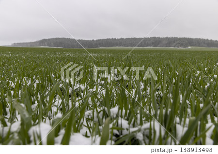 green wheat field with frost-resistant wheat in the spring season after winter and frosts, green grass green wheat field with frost-resistant wheat in the spring season after winter and frosts, green grass 138913498