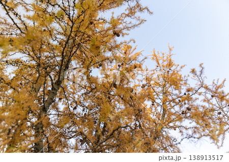 bright saturated orange larch needles against the blue sky in the autumn season, gentle light 138913517