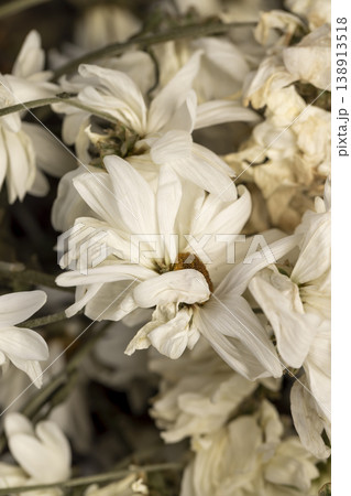 old limp and almost dried flowers from a bouquet, dried flowers 138913518