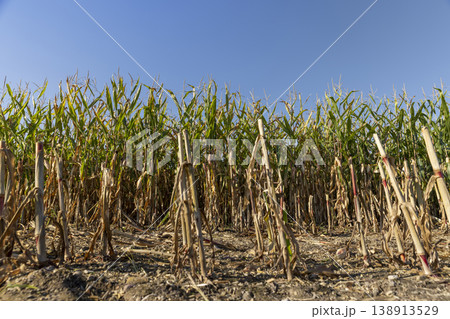 green and yellow corn leaves in the autumn season during the corn harvest, corn shoot green and yellow corn leaves in the autumn season during the corn harvest, corn shoot 138913529