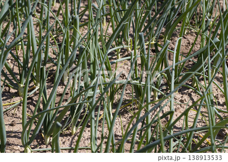 a field with green onion sprouts in the spring, a field with green onions in agriculture a field with green onion sprouts in the spring, a field with green onions in agriculture 138913533
