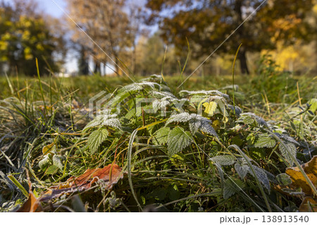 the green grass and yellow foliage of the trees are covered with white frost after the first night frosts in the autumn season, on some plants the frost has begun to melt 138913540
