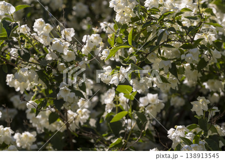 fresh fragrant jasmine flowers during flowering in the warm and sunny spring season, green leaves fresh fragrant jasmine flowers during flowering in the warm and sunny spring season, green leaves 138913545