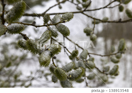 willow flowers are covered with snow in cloudy weather, leaf nature 138913548