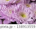 wet beautiful bush chrysanthemums gathered in large numbers in a bouquet for giving on holidays, chrysanthemums covered with drops of water 138913559