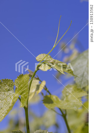 grape foliage on branches in the spring, natural food grape foliage on branches in the spring, natural food 138913562