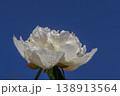 wet peony flowers in the warm season, sun light 138913564