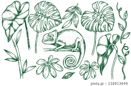 set with tropical leaves and a chameleon lizard. vector illustration in sketch style 138913649