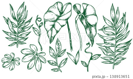 set with tropical palm and monstera leaves. vector illustration in sketch style set with tropical palm and monstera leaves. vector illustration in sketch style 138913651