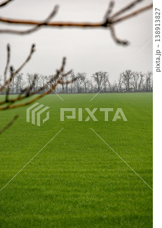 agricultural field sown with agro crops, view of field after harvesting, winter wheat.  138913827